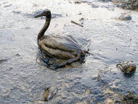 Accelerated oil spill clean-up in California