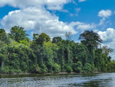 Suriname steps towards world’s first carbon credit scheme