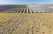 In new agrivoltaics vision, Australia solar farm integrates sheep