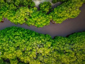 Mangroves hold promise for carbon sequestration in the Caribbean