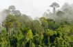 With oil on horizon, Suriname launches carbon credit trading