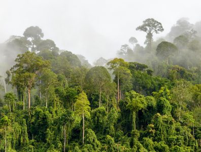 With oil on horizon, Suriname launches carbon credit trading